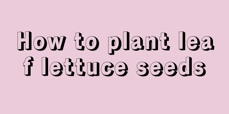 How to plant leaf lettuce seeds