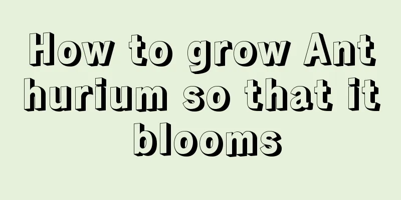 How to grow Anthurium so that it blooms