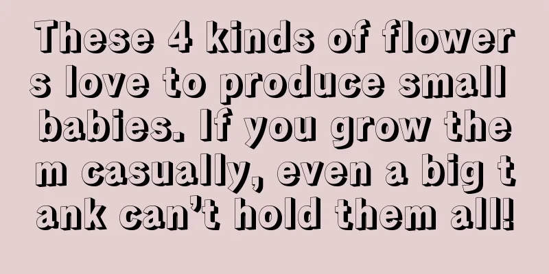 These 4 kinds of flowers love to produce small babies. If you grow them casually, even a big tank can’t hold them all!