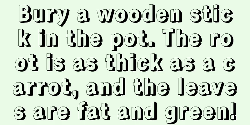 Bury a wooden stick in the pot. The root is as thick as a carrot, and the leaves are fat and green!