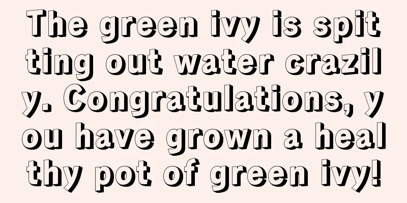 The green ivy is spitting out water crazily. Congratulations, you have grown a healthy pot of green ivy!