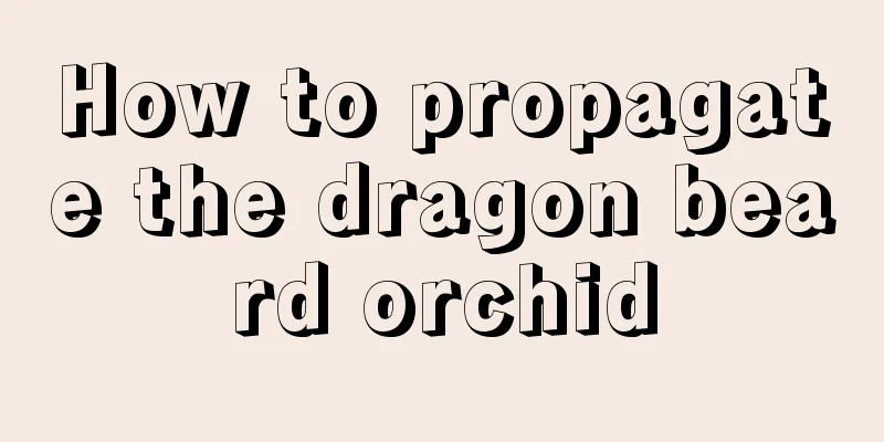 How to propagate the dragon beard orchid