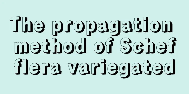 The propagation method of Schefflera variegated