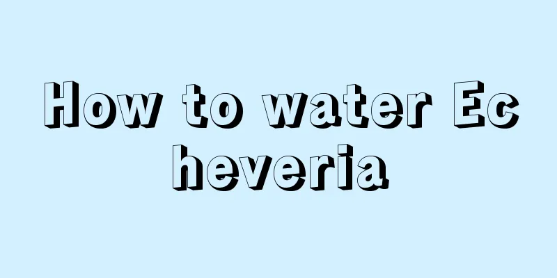 How to water Echeveria