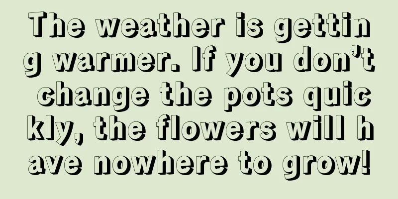 The weather is getting warmer. If you don’t change the pots quickly, the flowers will have nowhere to grow!