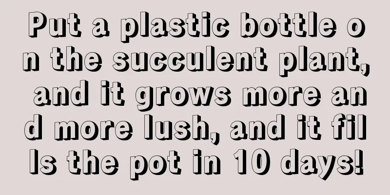 Put a plastic bottle on the succulent plant, and it grows more and more lush, and it fills the pot in 10 days!