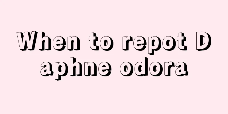 When to repot Daphne odora