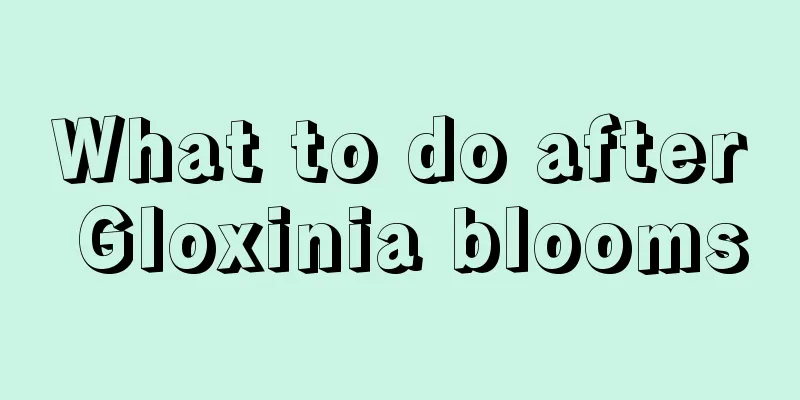 What to do after Gloxinia blooms