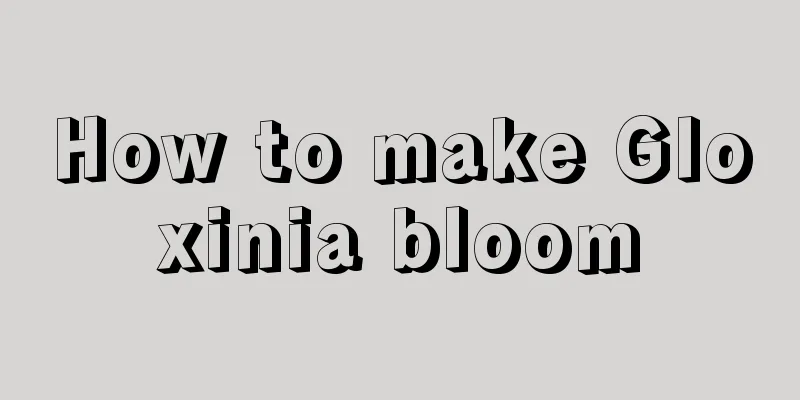 How to make Gloxinia bloom