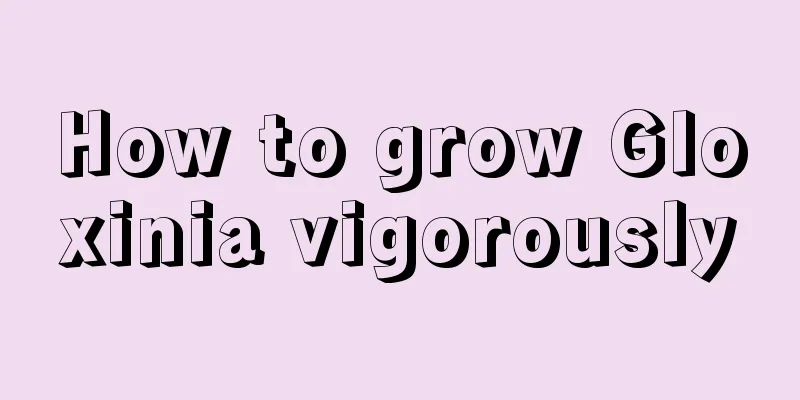 How to grow Gloxinia vigorously