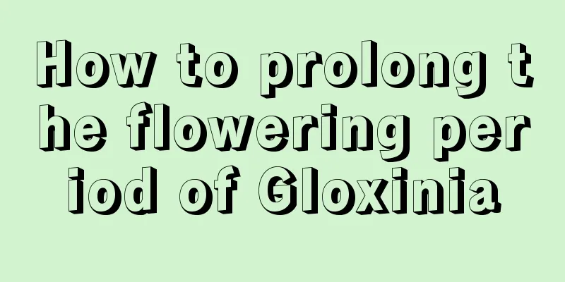 How to prolong the flowering period of Gloxinia