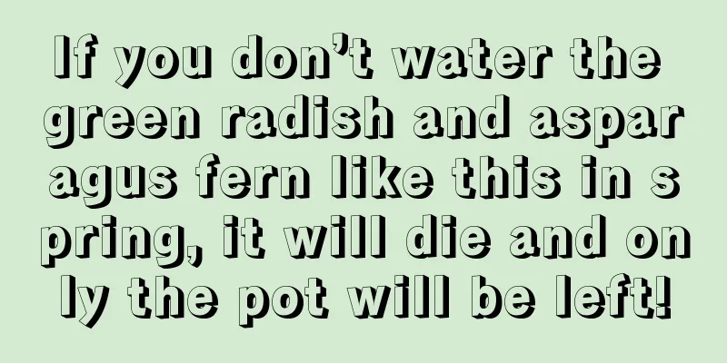 If you don’t water the green radish and asparagus fern like this in spring, it will die and only the pot will be left!