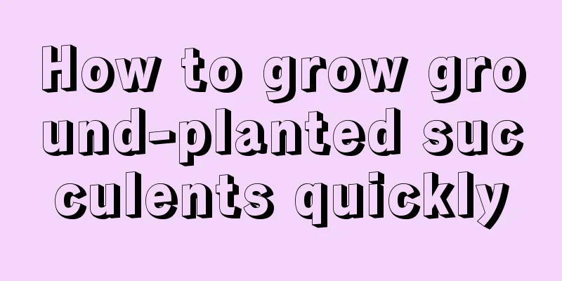 How to grow ground-planted succulents quickly