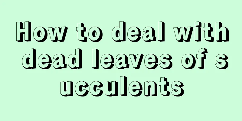 How to deal with dead leaves of succulents