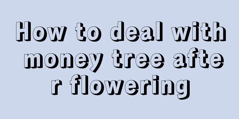 How to deal with money tree after flowering