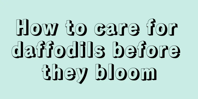 How to care for daffodils before they bloom