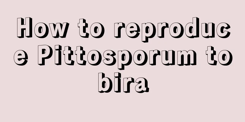 How to reproduce Pittosporum tobira