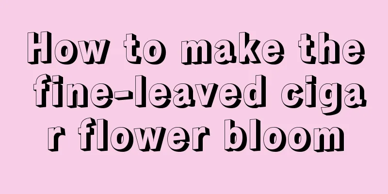 How to make the fine-leaved cigar flower bloom