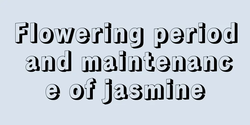 Flowering period and maintenance of jasmine