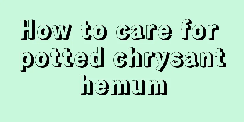 How to care for potted chrysanthemum