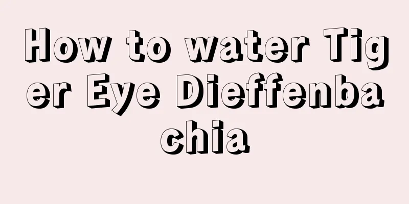 How to water Tiger Eye Dieffenbachia