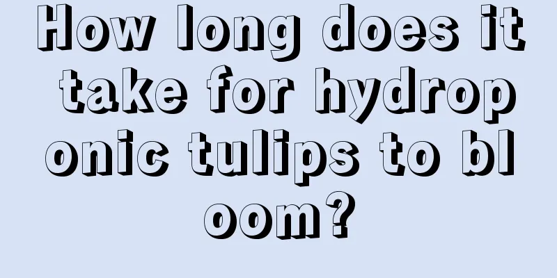 How long does it take for hydroponic tulips to bloom?