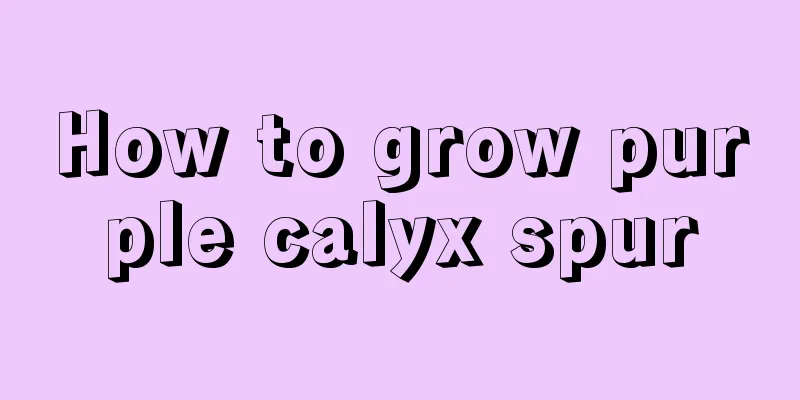 How to grow purple calyx spur