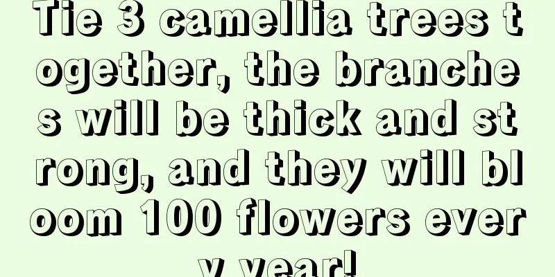 Tie 3 camellia trees together, the branches will be thick and strong, and they will bloom 100 flowers every year!