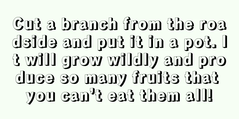 Cut a branch from the roadside and put it in a pot. It will grow wildly and produce so many fruits that you can’t eat them all!