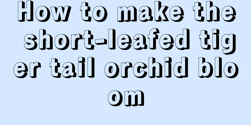 How to make the short-leafed tiger tail orchid bloom