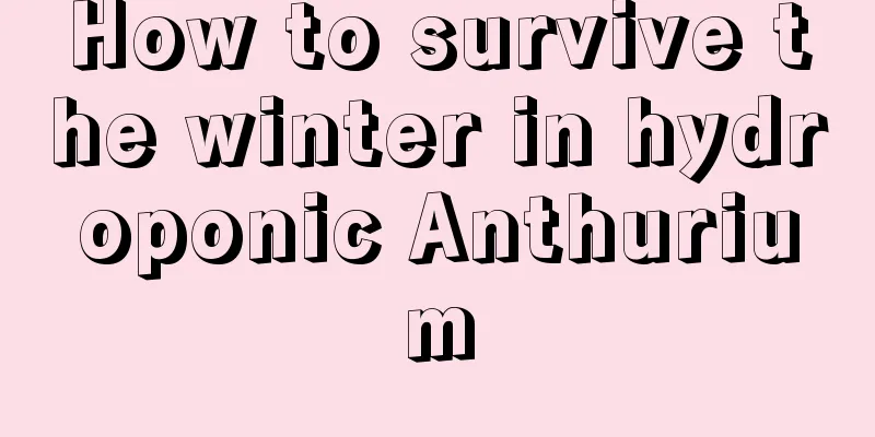 How to survive the winter in hydroponic Anthurium