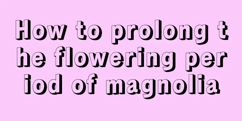 How to prolong the flowering period of magnolia