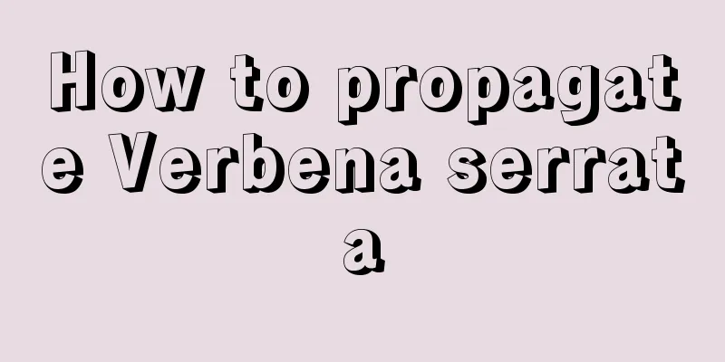 How to propagate Verbena serrata