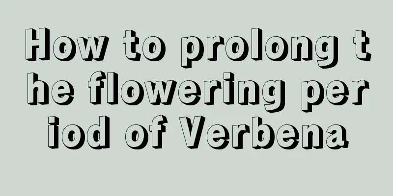 How to prolong the flowering period of Verbena