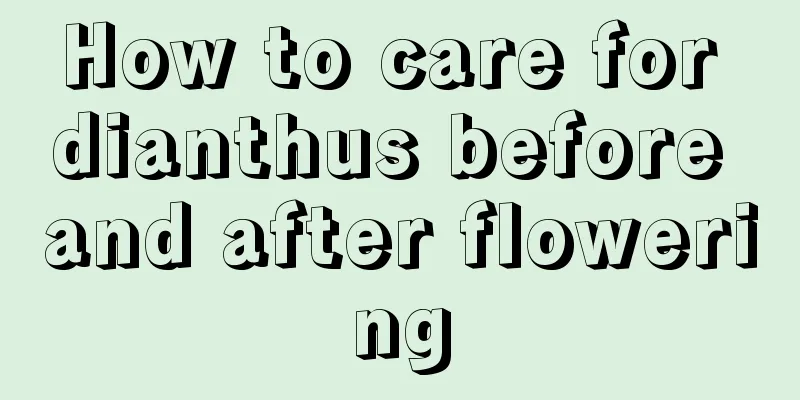 How to care for dianthus before and after flowering