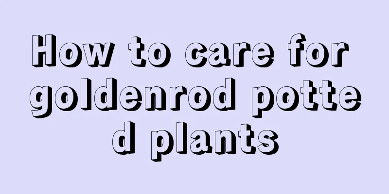 How to care for goldenrod potted plants