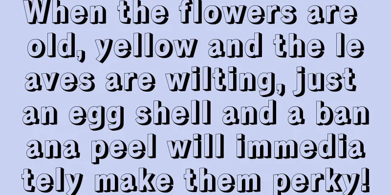 When the flowers are old, yellow and the leaves are wilting, just an egg shell and a banana peel will immediately make them perky!