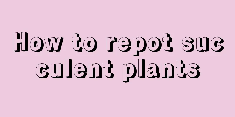 How to repot succulent plants