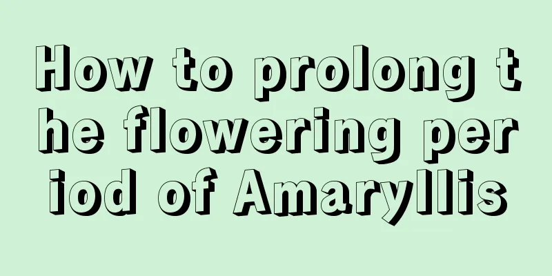 How to prolong the flowering period of Amaryllis