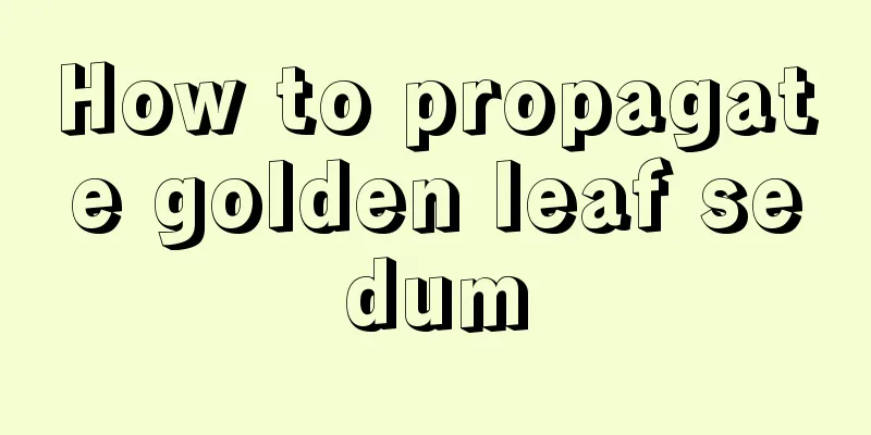 How to propagate golden leaf sedum