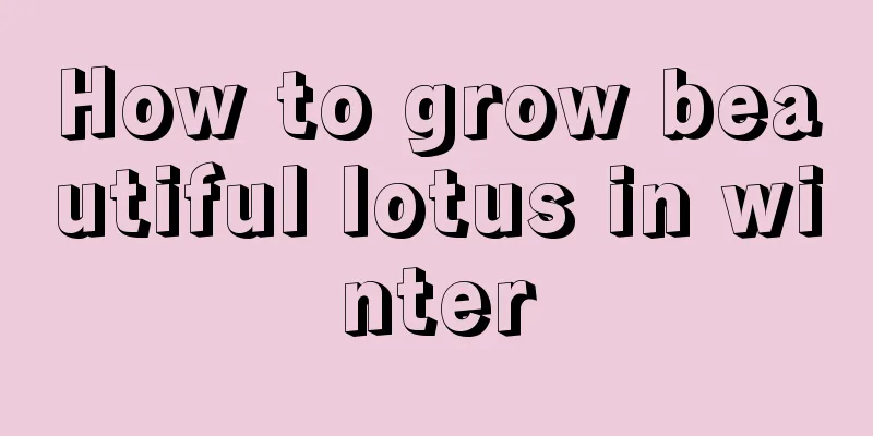 How to grow beautiful lotus in winter