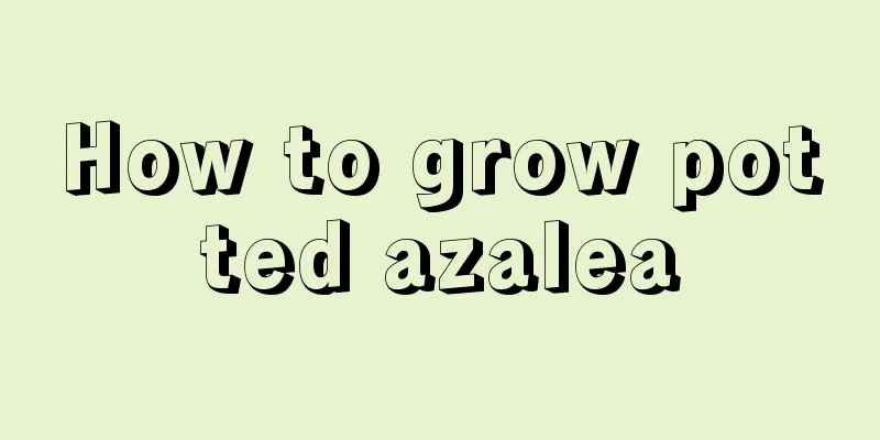 How to grow potted azalea