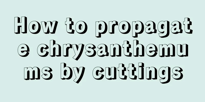 How to propagate chrysanthemums by cuttings