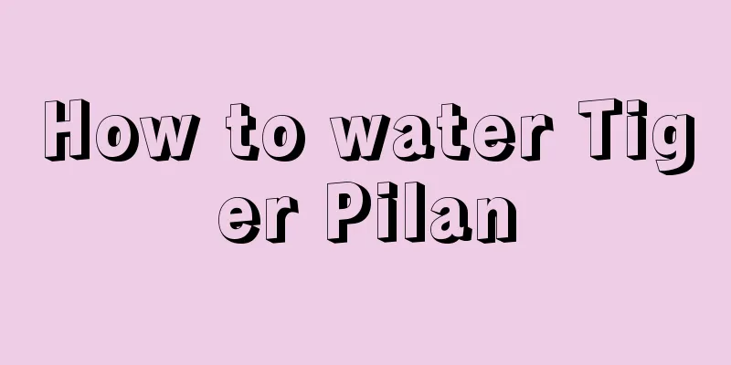 How to water Tiger Pilan