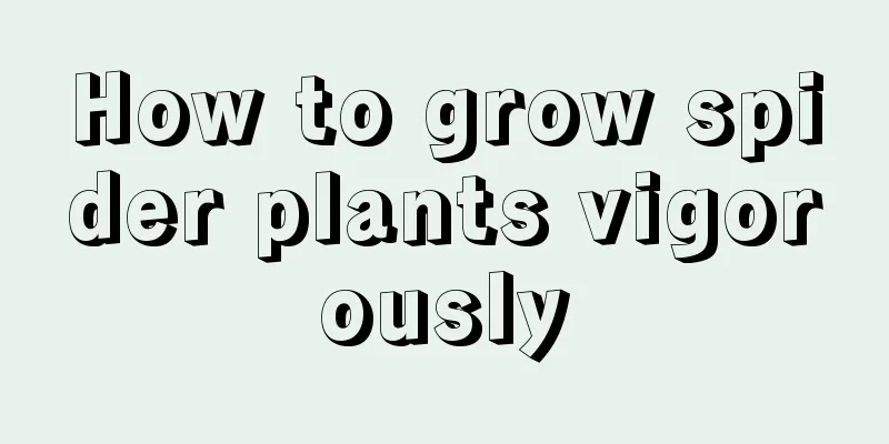 How to grow spider plants vigorously