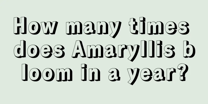 How many times does Amaryllis bloom in a year?