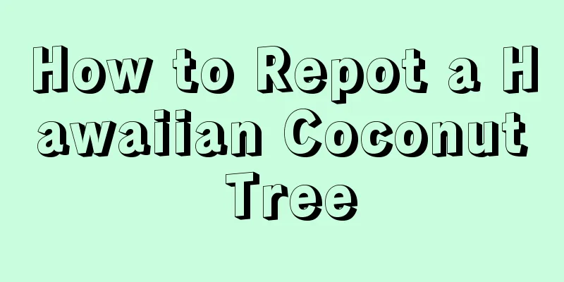 How to Repot a Hawaiian Coconut Tree