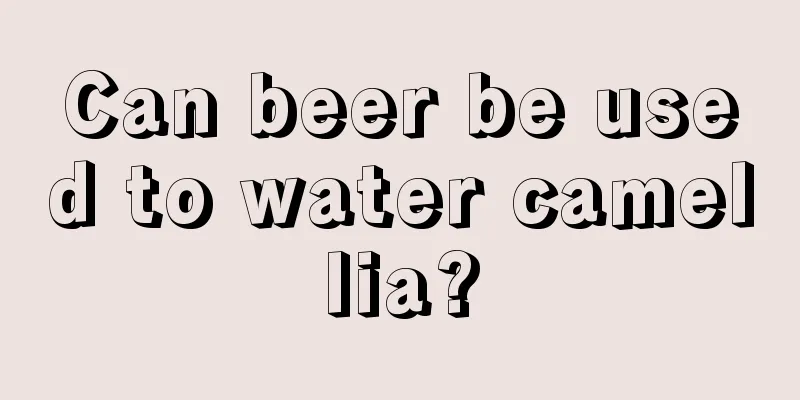 Can beer be used to water camellia?