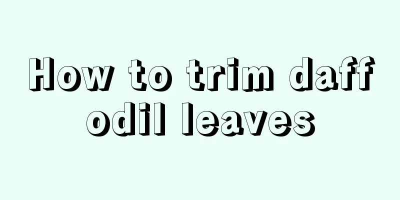 How to trim daffodil leaves