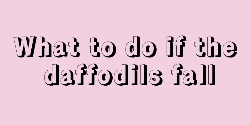 What to do if the daffodils fall